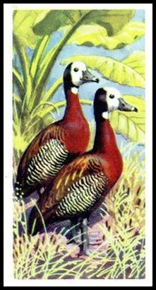 33 White Faced Whistling Duck